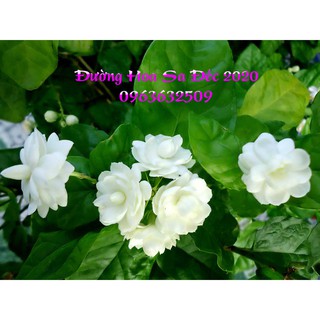 Cây Lài Ta (Cánh Kép) Cực Thơm