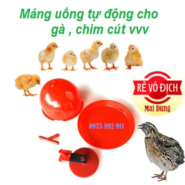 máng uống tự động cho gà , chim cút