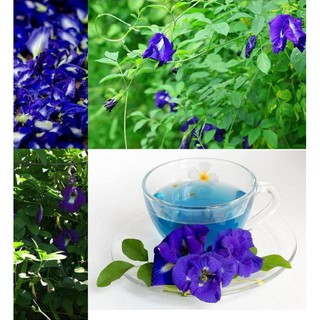 Hạt giống hoa đậu biếc canh đơn - gói 30 hạt