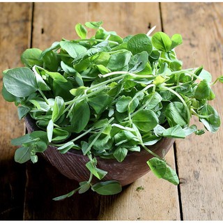 (Tặng xơ dừa) 1kg Hạt giống Rau Đậu Hà Lan ăn ngọn, thu hoạch nhiều lần - Nấu canh, nhúng lẩu, luộc, xào đều ngon bổ