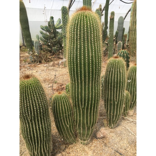 Sale 50% Xương rồng Trụ Polylopha cao 20- 25cm