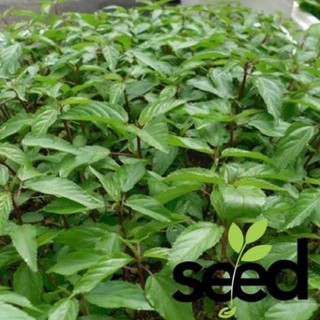 Hạt Giống Rau Đay Đỏ Rạng Đông 20Gram
