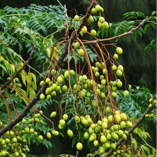 Nguyên Chất 1 Lít dầu Neem Oil chống sâu, rệp cho cây cảnh, ăn trái