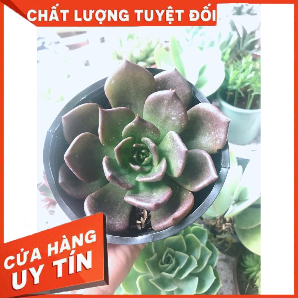 Combo 10 cây sen trung Nhiều Người Mua