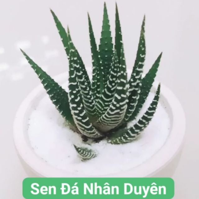 Sen đá móng rồng viền