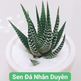 Sen đá móng rồng viền