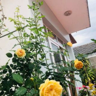 Dinh Dưỡng Thủy Canh NOVA ISA