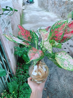 Chậu Cây Vạn Lộc Thuỷ Sinh