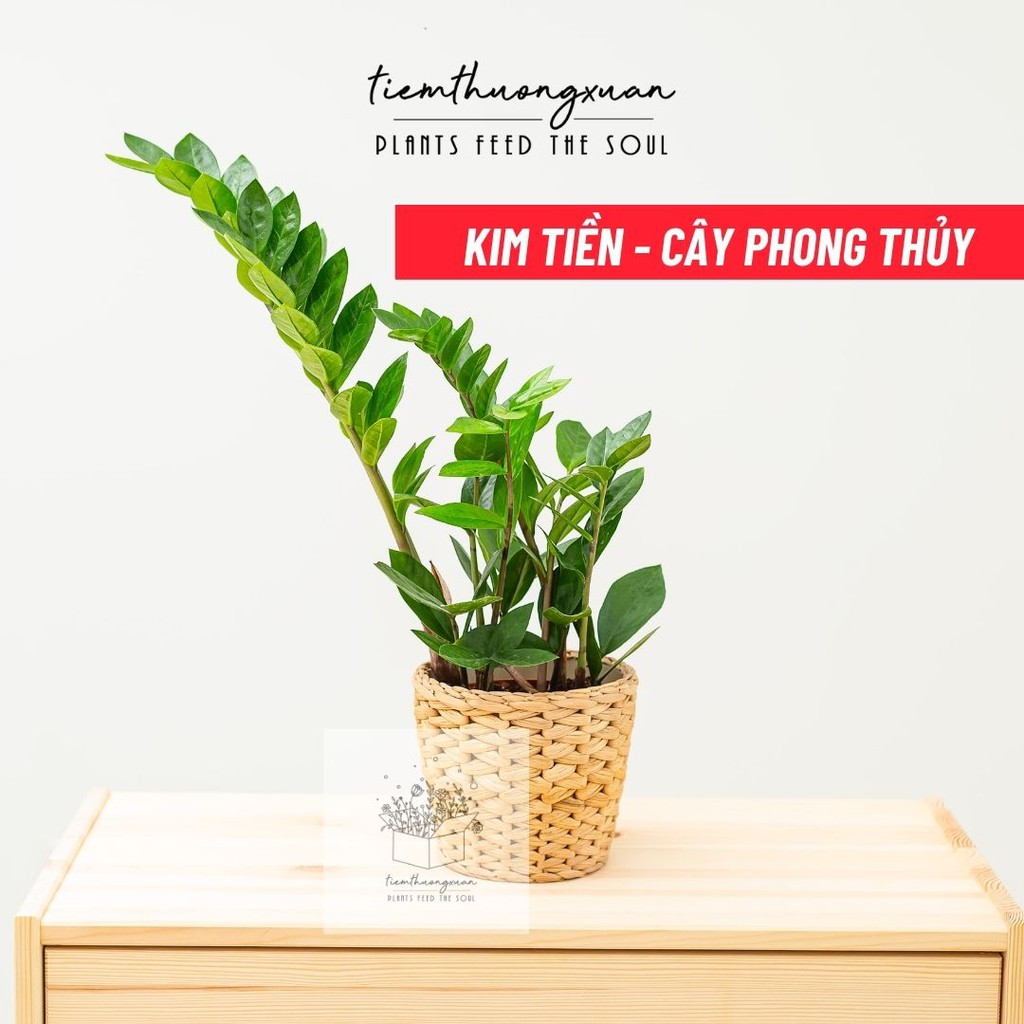 Cây kim tiền hợp mệnh gì? Ý nghĩa cây kim tiền trong phong thủy 1