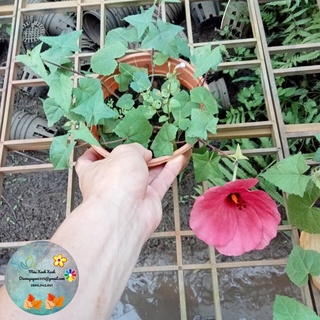 Sâm bố chính sưu tầm. Giá 100k/chậu.