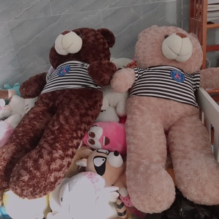 Gấu teddy 1met.