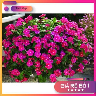 Hạt giống hoa Dừa cạn hồng đẹp, dễ trồng (100 hạt)