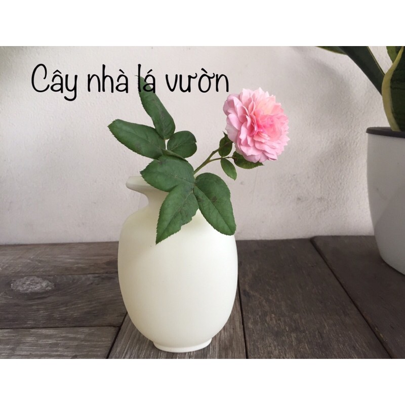 Lọ hoa treo nhựa cứng kèm móc dán không đóng đinh.