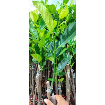 Cây giống mít nghệ Tứ Quý