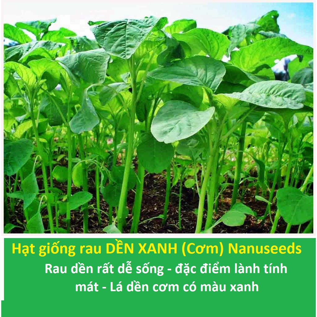 [Sài Gòn] Hạt Giống Rau Dền Xanh - dền cơm gói 20gr