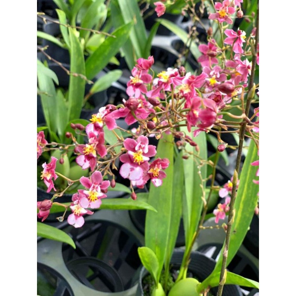 Phong lan vũ nữ hoa thơm trưởng thành các loại