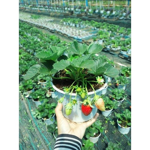 1 Kg Đất Sạch Trồng Cây Siêu Dưỡng Chuyên Dùng Cho Dâu Tây, Sen Đá Và Các Loại Hoa, Rau Củ