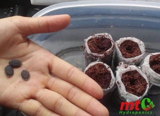 Viên Nén Ươm Hạt Mụn Dừa - NẢY MẦM 99%