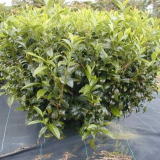 Cây giống chè xanh,trà xanh