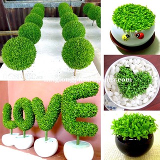 Gói 2000 hạt giống cỏ may mắn
