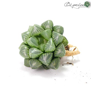 Sen đá kim cương Haworthia Obtusa 'Mochi Gyokuro'