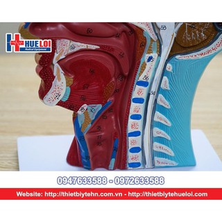 Mô Hình Cơ Và Thần Kinh Vùng Đầu, Mặt, Cổ