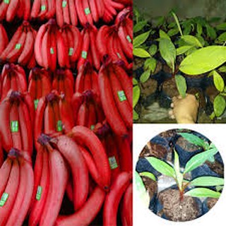 Cây giống chuối tiêu đỏ cây giống chuẩn cho năng suất cao