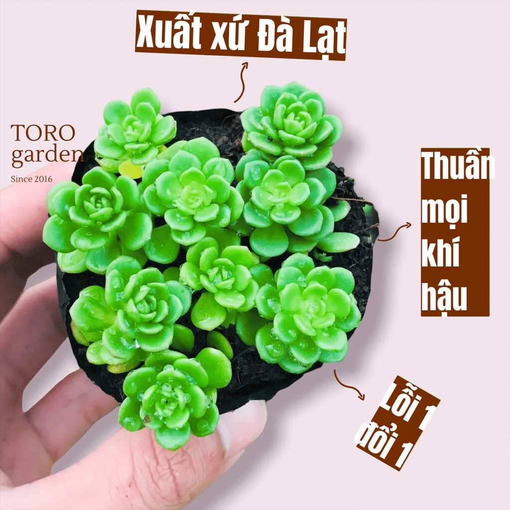 SEN ĐÁ SEDUM HOA HỒNG XANH ĐÀ LẠT SIZE BÉ, SIÊU KHOẺ ĐẸP, THUẦN MỌI KHÍ HẬU, HƯ 1 ĐỔI 1