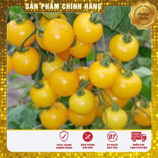 -15% COMBO 01 DÂU TÂY ĐỎ + 02 CÀ CHUA BI