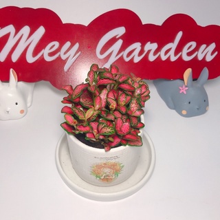 Chậu Lá May Mắn Mini - Cẩm nhung