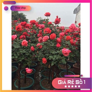 BỘ 02 gói Hạt giống hoa hồng thân gỗ Tree Rose nhiều màu 40Hạt LUCKY.VN