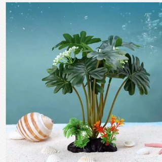 Vỏ ốc giấy rằn