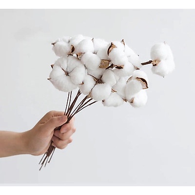 [MUA 1 TẶNG QUÀ] Hoa khô bông gòn cotton nhập khẩu, trang trí phong cách Bắc Âu
