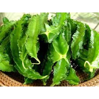 Hạt giống đậu rồng