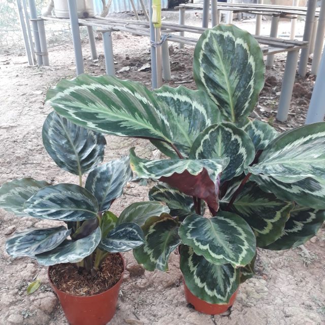 🍄 Combo 02 cây Đuôi Công 🍄