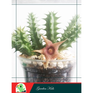 Xương rồng sao biển (Huernia Korat Star)
