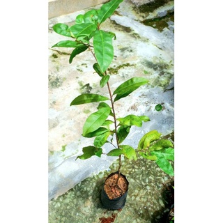 Bầu mai vàng chưa quấn rễ