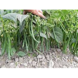 Hạt giống đậu cove lùn(50g)