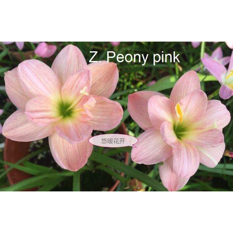 Củ huệ mưa kép Poeny pink, củ khỏe, đảm bảo sống 100%- bảo hành mặt hoa