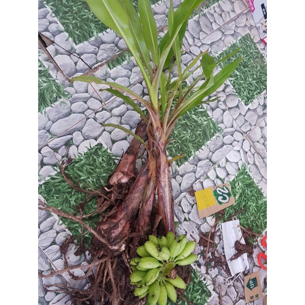 CÂY GIỐNG CHUỐI NGỰ TIẾN VUA SIÊU MẬP