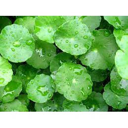 200H - #Hạt_Giống_Rau_Má_Lá_To