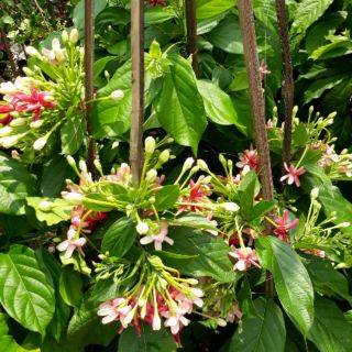 Dây ♌ leo Sử quân tử