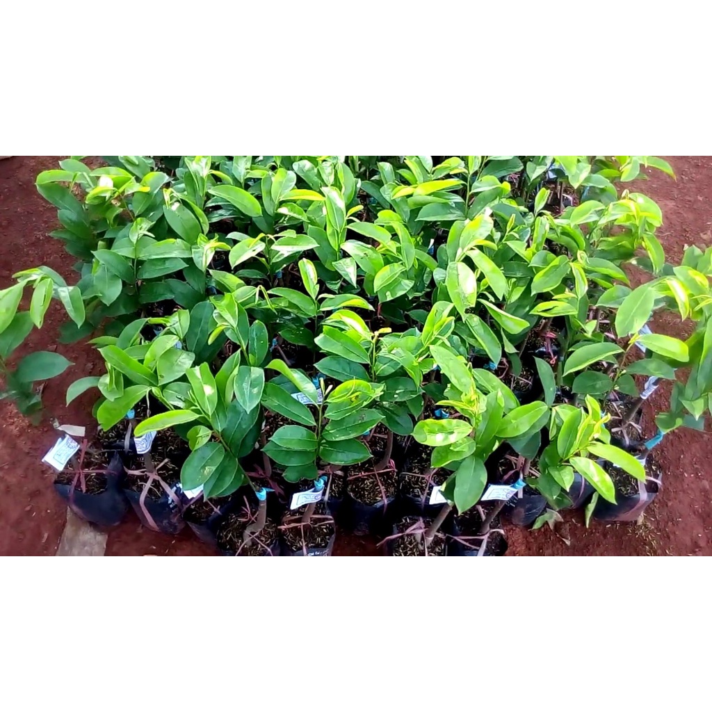 Cây giống mãng cầu xiêm cây ghép siêu sớm