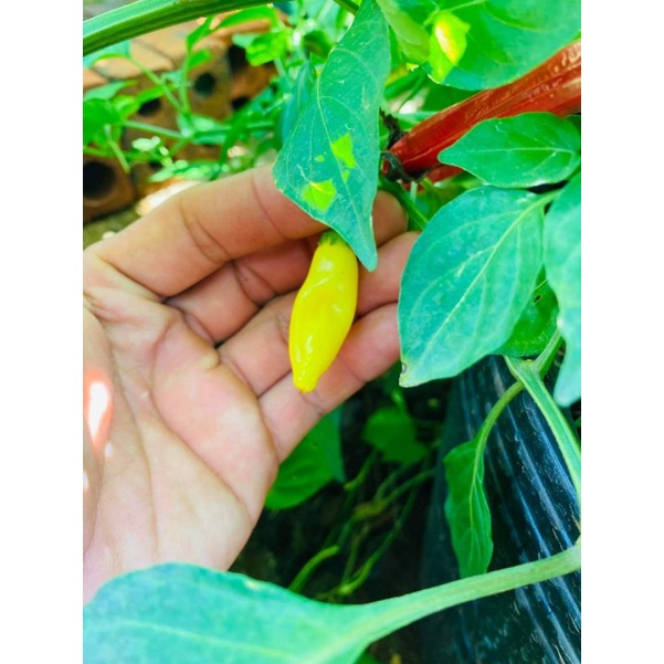 Combo 3 hạt ớt Lemon Drop