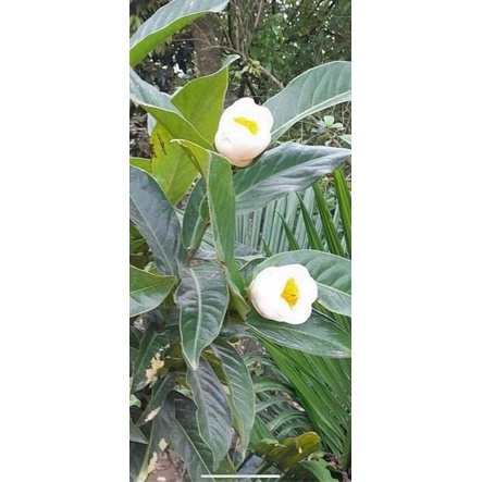 CÂY GIỐNG HOA HẢI ĐƯỜNG TRẮNG
