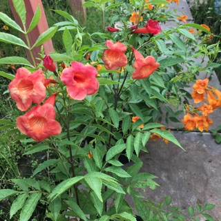 Cây hoa chuông (hoa hoàng Yến)