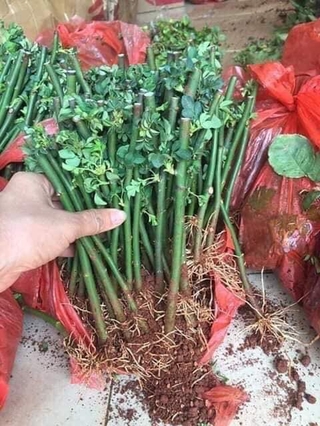 Hồng leo Pháp