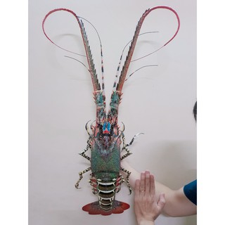 Tôm hùm tre mỹ nghệ (Bamboo Lobster)