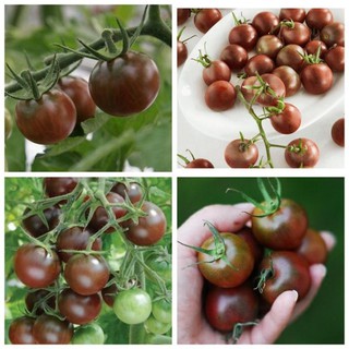 Hạt cà chua socola F1 - gói 5 hạt