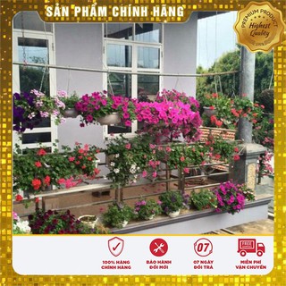 Hạt giống hoa ban công Combo 10 loại hạt giống hoa ban công nở quanh năm